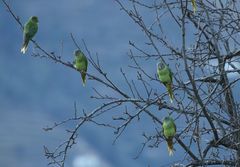 Psittacula himalayana