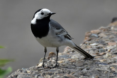 Motacilla alba