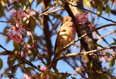 Carpodacus rodochroa
