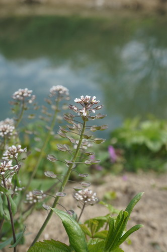 Perfoliate Penny-cress