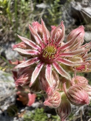 Sempervivum marmoreum, photograph author not stated, no rights reserved