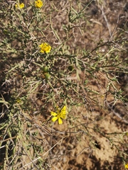 Osteospermum spinosum