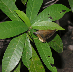 Euthalia monina kesava