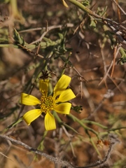 Osteospermum spinosum