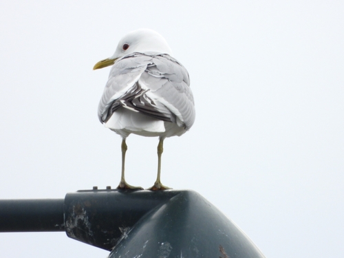 Common Gull