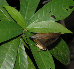 Euthalia monina kesava