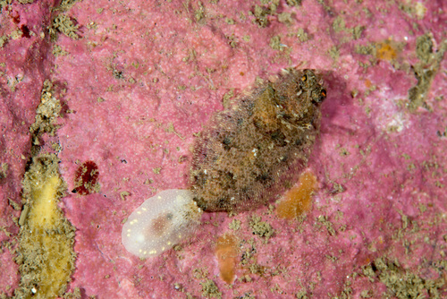 Phrynorhombus norvegicus