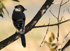 Garrulus lanceolatus