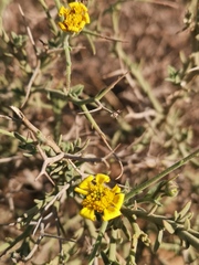 Osteospermum spinosum