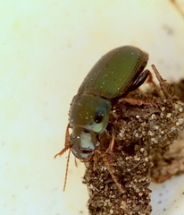 Harpalus affinis