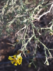Osteospermum spinosum