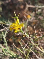 Osteospermum spinosum