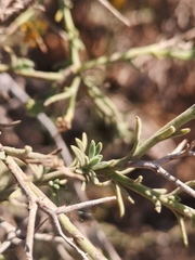 Osteospermum spinosum