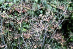 Foeniculum vulgare dulce