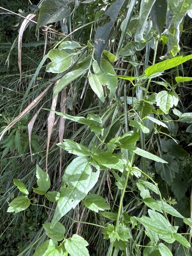 Clematis gouriana observed 2026-07-23