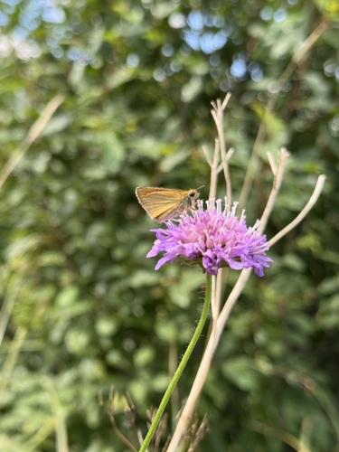 Essex Skipper