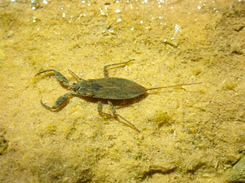 Eurasian Water Scorpion