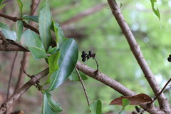 Ixora pavetta, photograph (c) Vikas D Prasad, some rights reserved (CC BY-SA)