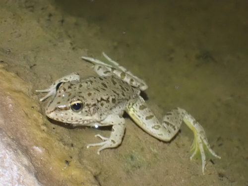 Sahara Frog