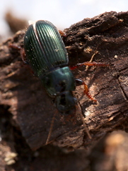 Harpalus affinis