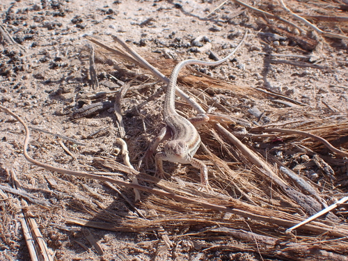 Bosc’s Fringe-toed lizard