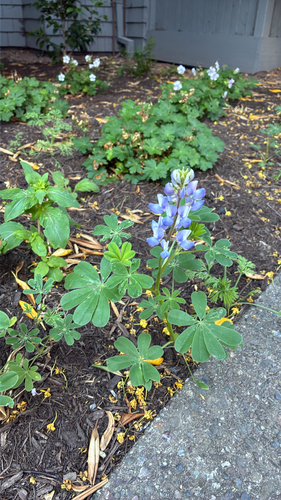 Lupinus succulentus observed 2026-07-23