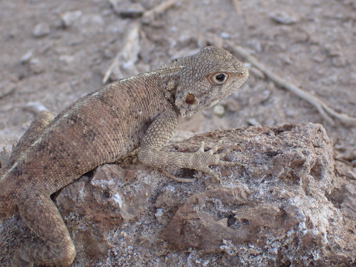 Bibron's Agama