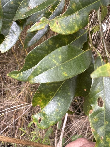 Lithocarpus hancei observed 2026-07-23