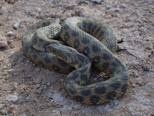 Viperine Snake