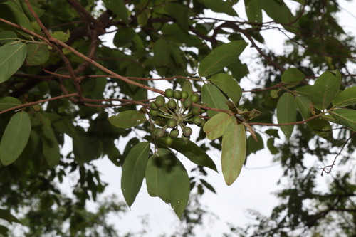 Hubera cerasoides observed 2026-07-01