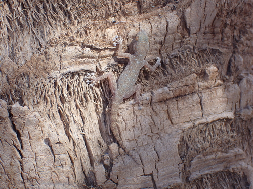Algerian Fan-fingered Gecko