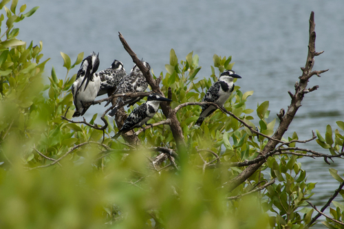 iNaturalist: (c) dmblokz, some rights reserved (CC BY-NC) iNaturalist image