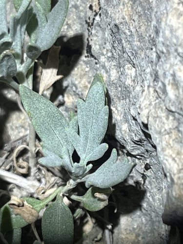 hairyseed bahia