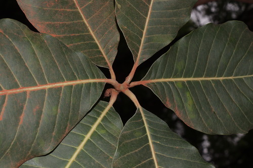 Madhuca longifolia, photograph 6