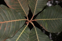Madhuca longifolia, photograph (c) Vikas D Prasad, some rights reserved (CC BY-SA)