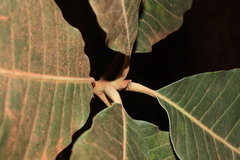 Madhuca longifolia, photograph (c) Vikas D Prasad, some rights reserved (CC BY-SA)