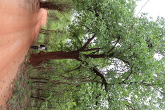 Careya arborea, photograph (c) Vikas D Prasad, some rights reserved (CC BY-SA)