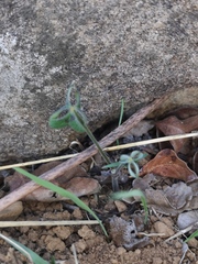 Oxalis pes-caprae sericea