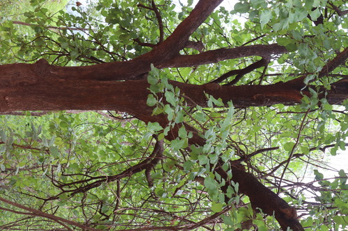 Careya arborea, photograph 2