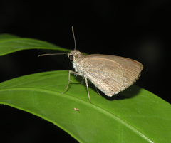 Suastus minutus