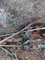 Oxalis pes-caprae sericea