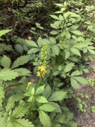 Наблюдение на iNaturalist