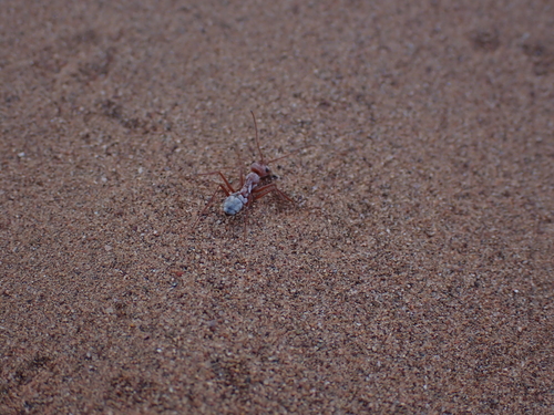 Saharan Silver Ant