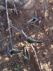 Eriospermum lanceifolium