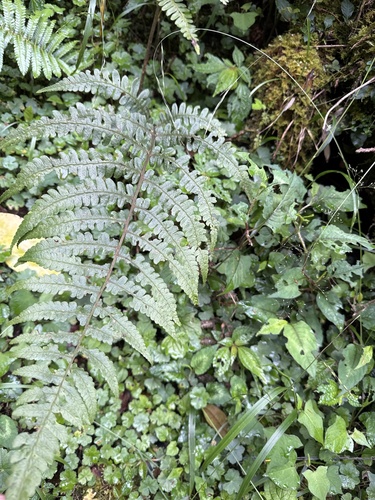 Cornopteris, 2026-07-23