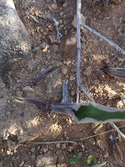 Eriospermum lanceifolium