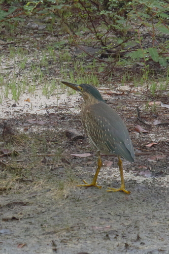 iNaturalist image