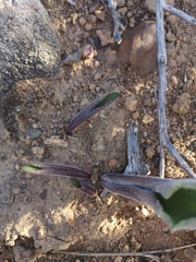 Eriospermum lanceifolium