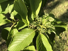 Cornus macrophylla