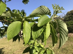 Cornus macrophylla